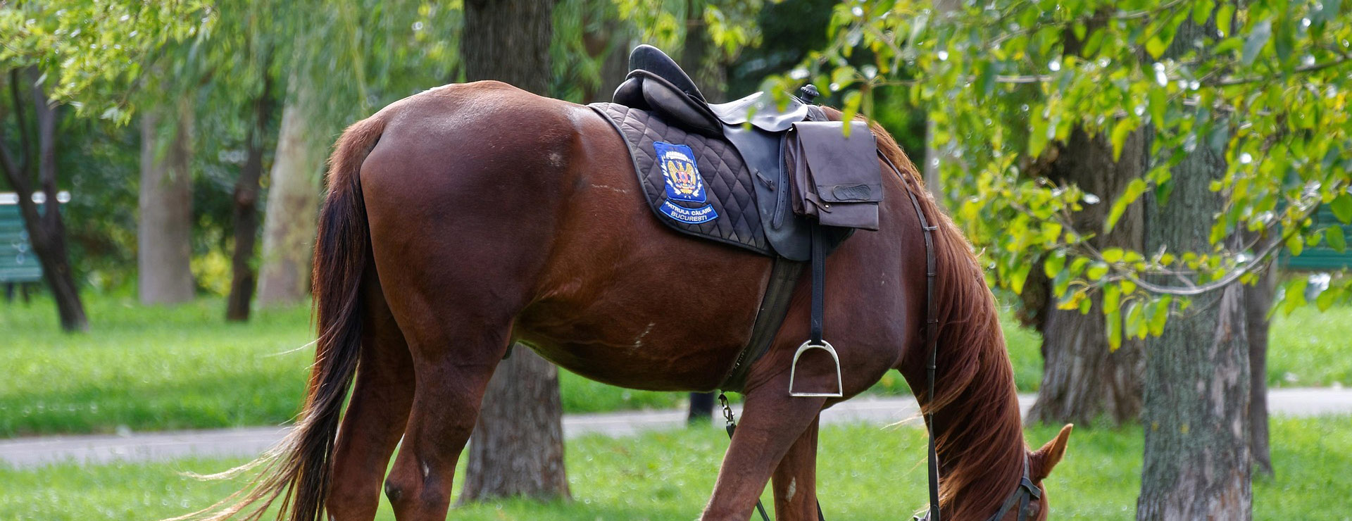 Western Harness Shop 4 Western Harness Shop -Western Harness Shop horse 4829756 1920